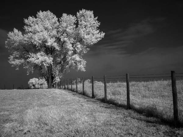 Farm Tree